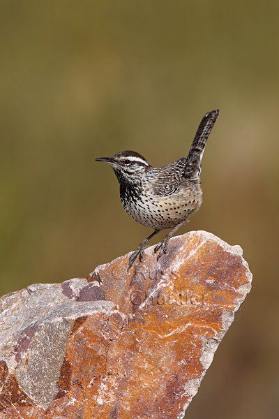 Cactus Wren © Russ Chantler